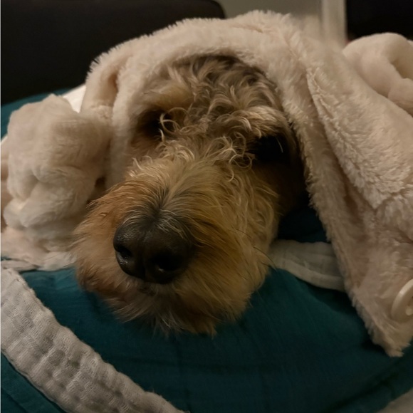 Meet your Posher, Patti - Picture 1 of 1